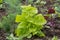 Fresh green organic leaves of Atriplex hortensis, commonly known asÂ garden orache,Â red orache, mountain spinach,Â French spinach